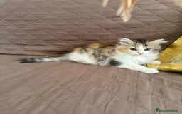Persiano gatti in vendita: Gattine persiane normotipo  a Provincia di Reggio Emilia - Immagine 35