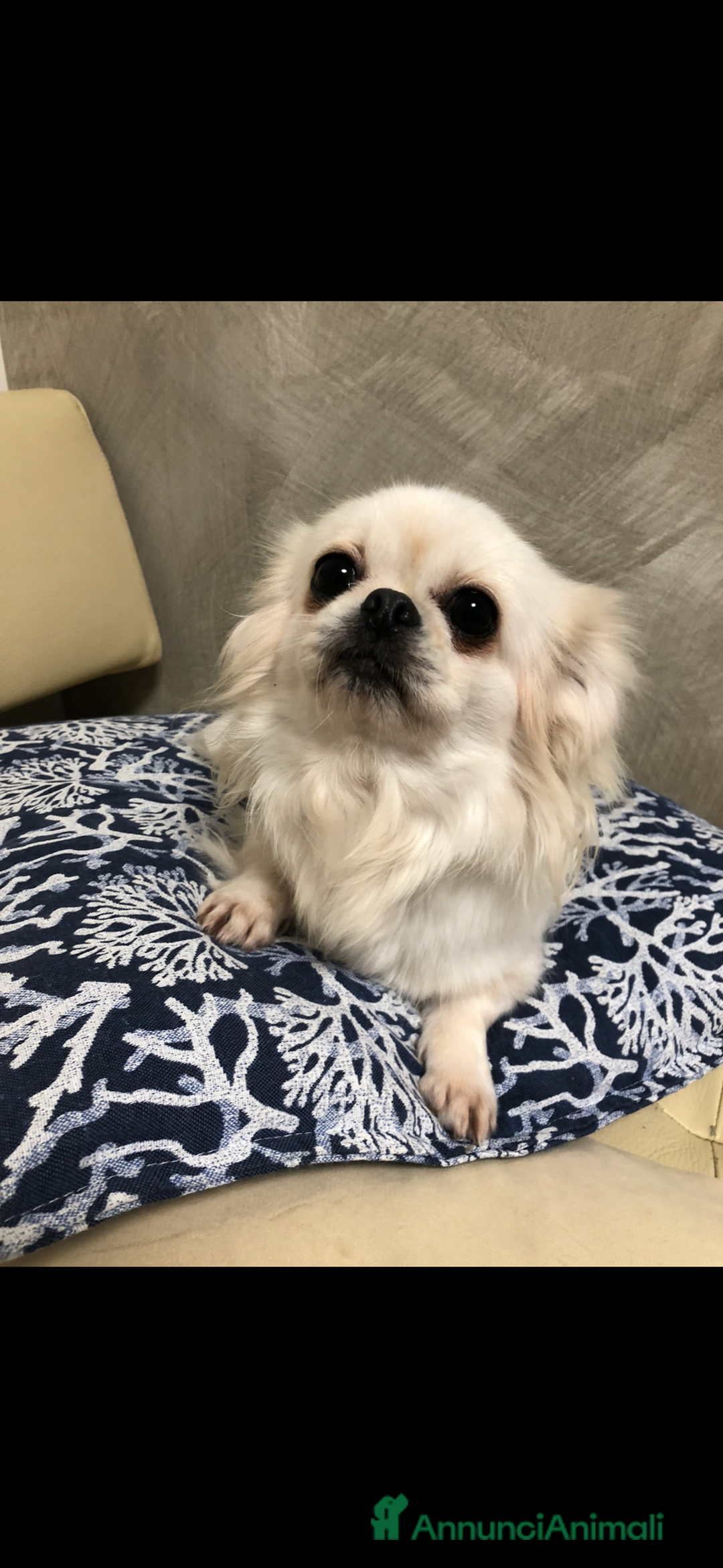 Chihuahua cani in vendita: Chihuahua femmina a pelo lungo  - Annuncio 9