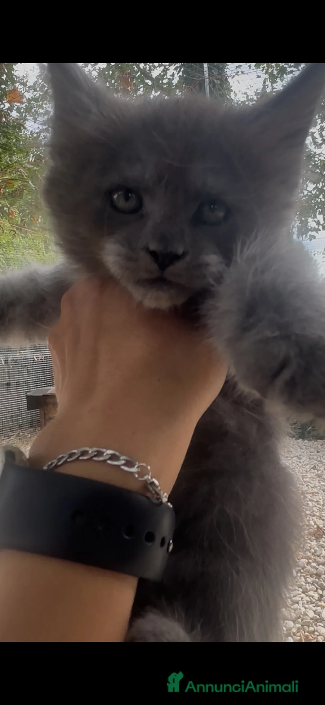 Maine Coon gatti in vendita: Cuccioli Maine Coon Blue  - Annuncio 2