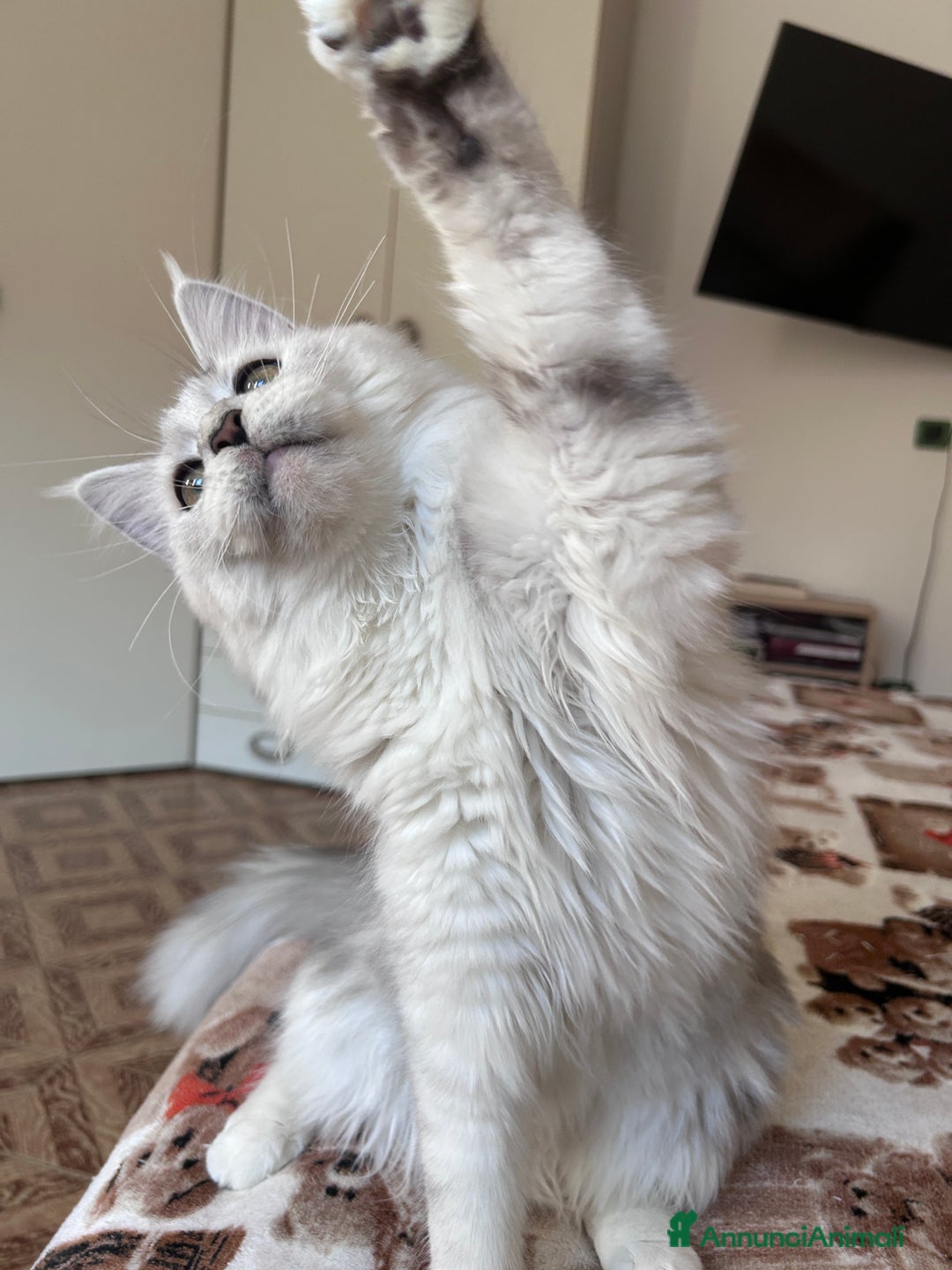 Maine Coon gatti in vendita: Femmina Maine Coon shaded - Annuncio 5