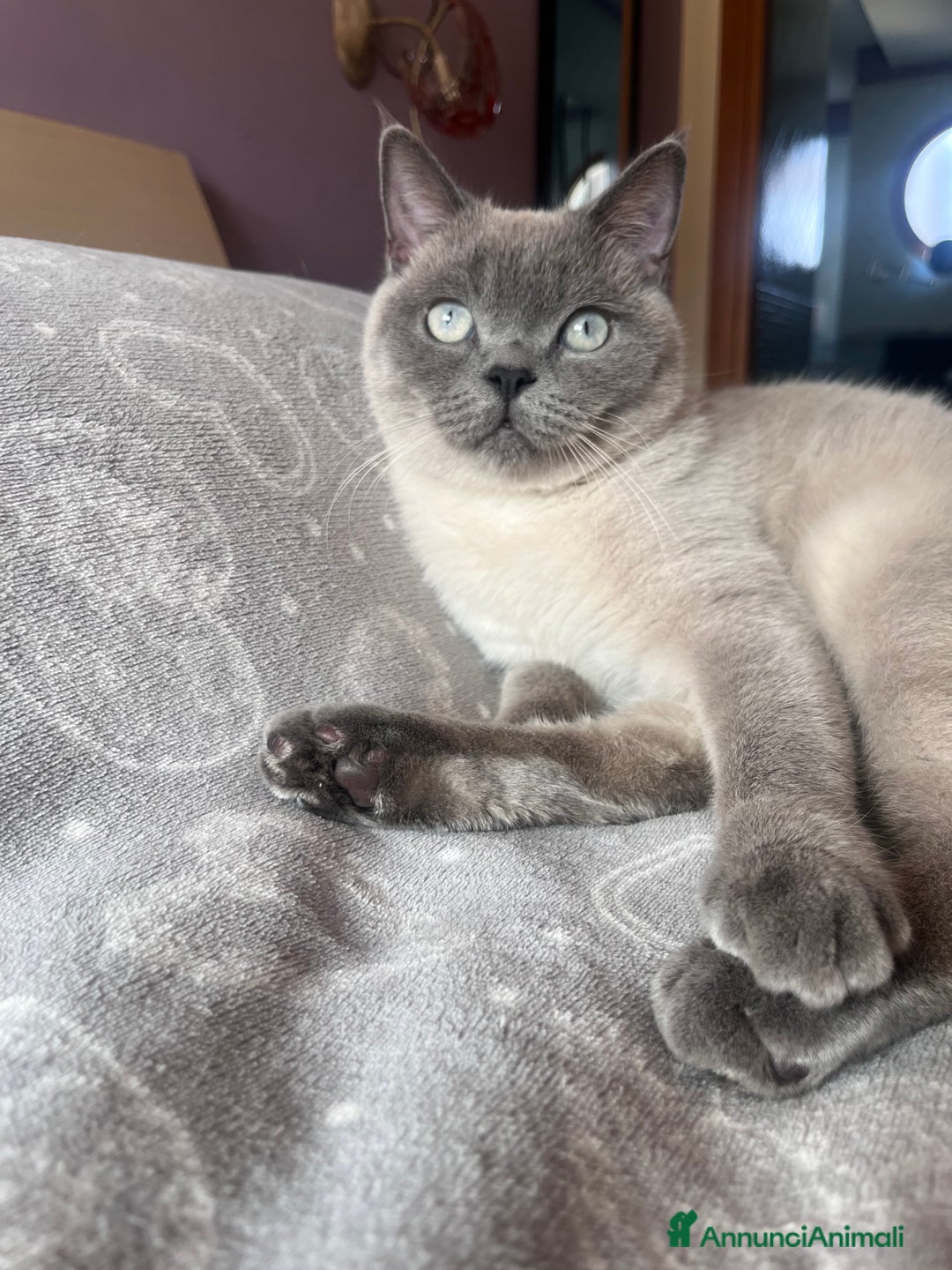 Scottish gatti per accoppiamento: Scottish straight per monta  a Città Metropolitana di Napoli - Annuncio 3