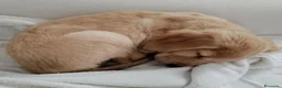 Golden Retriever cani in vendita: Disponibile cucciola di Golden retriever  - Annuncio 2