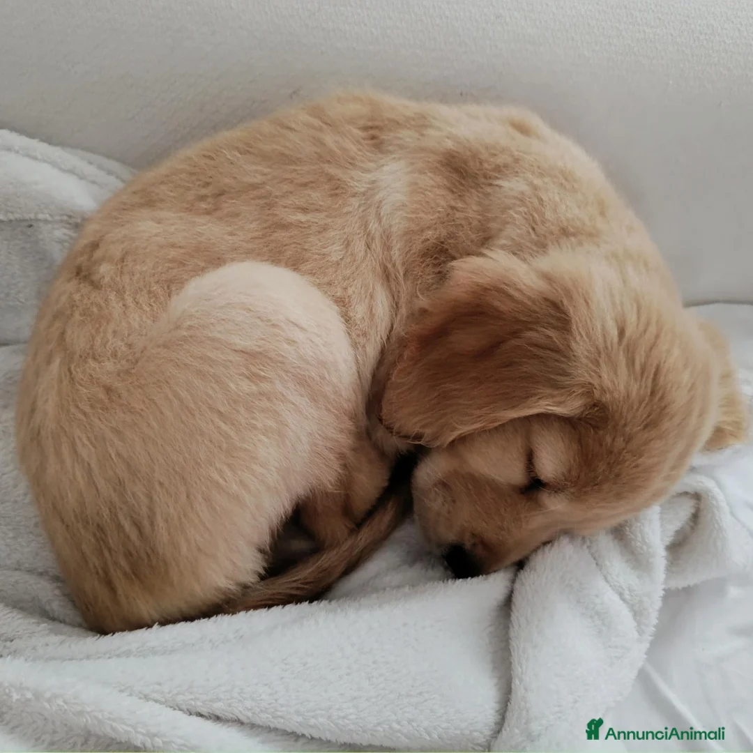 Golden Retriever cani in vendita: Disponibile cucciola di Golden retriever  - Annuncio 2