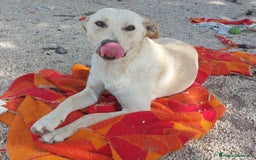 Meticcio cani in regalo: KERO giovanotto (settembre '23) - Immagine 4