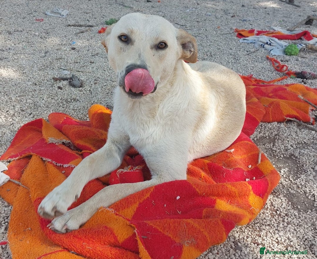 Meticcio cani in regalo: KERO giovanotto (settembre '23) - Immagine 4