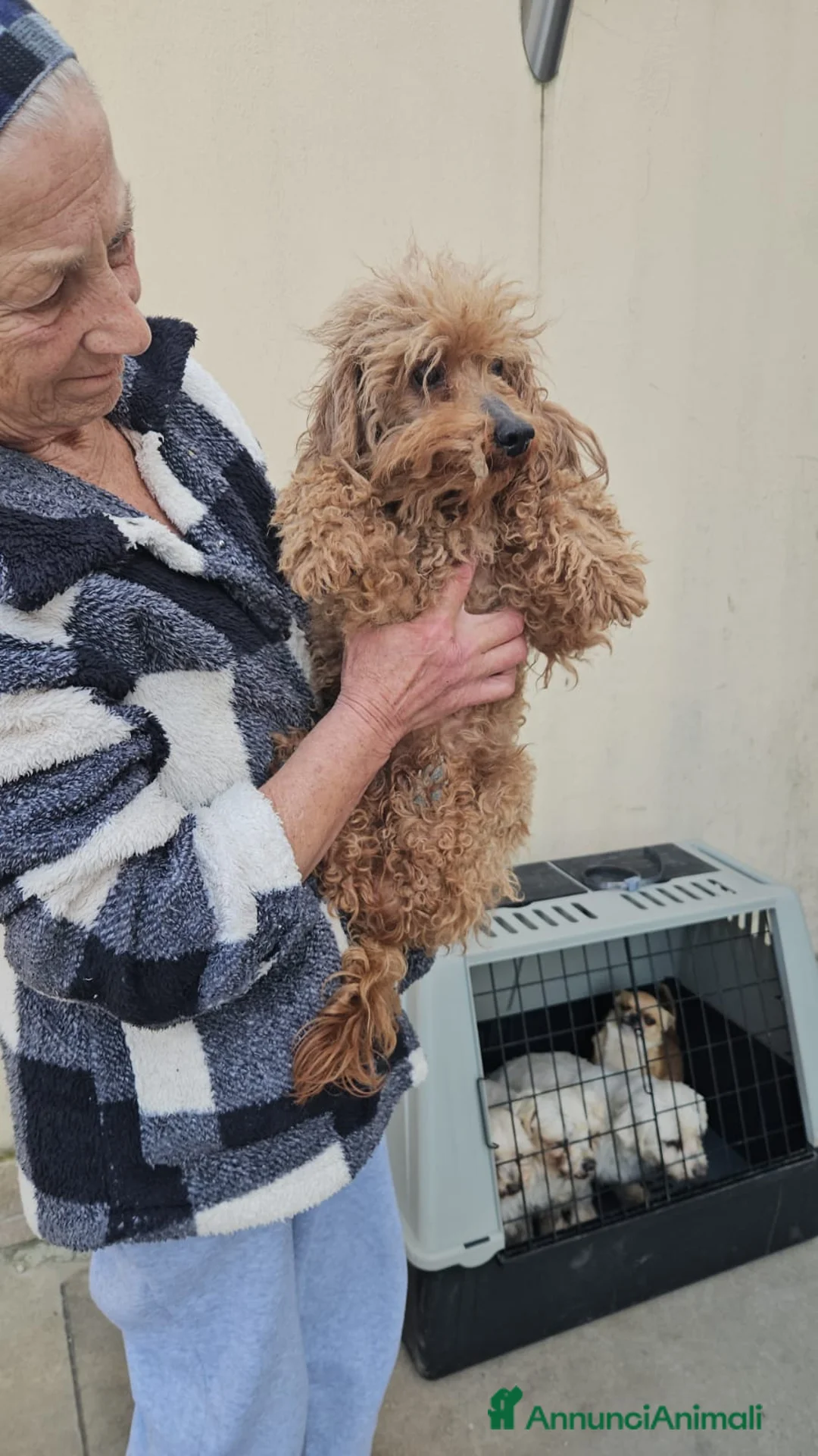 Barboncino cani in regalo: Pegaso: 2 kg, socievole con cani gatti e bimbi  - Annuncio 2