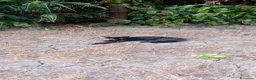 Altre razze gatti in regalo: Gattini in cerca di casa - Annuncio 2