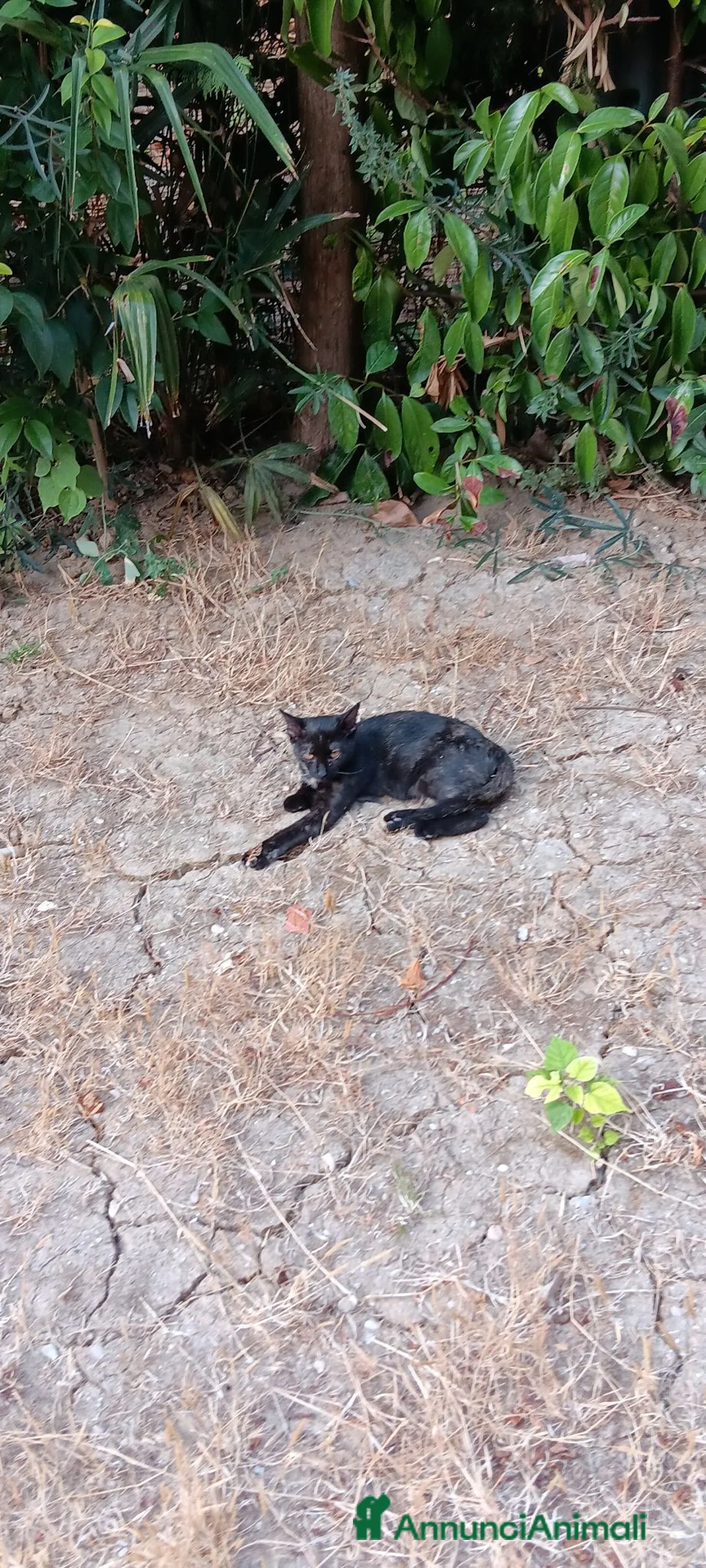 Altre razze gatti in regalo: Gattini in cerca di casa - Annuncio 2