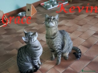 Europeo gatti Adorabili gattini da adottare, GRACE e KEVIN! - Annuncio 40