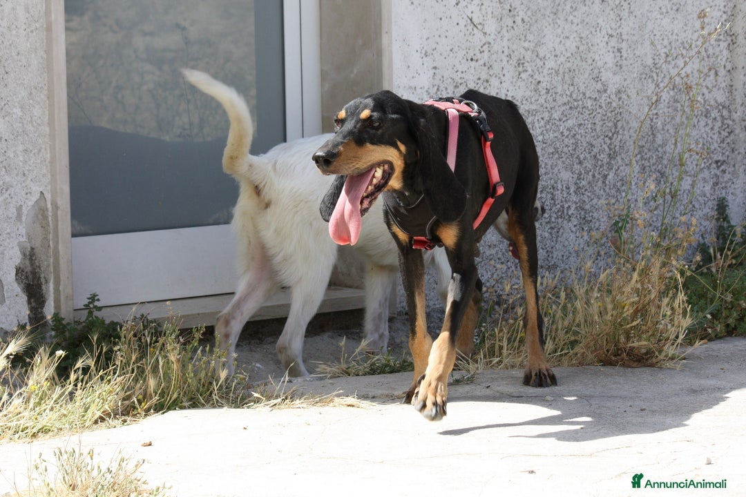 Meticcio cani in regalo: Bea dolcissima segugetta 5 anni in adozione  - Annuncio 1