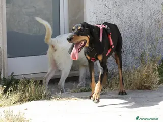 Meticcio cani Bea dolcissima segugetta 5 anni in adozione - Annuncio 21