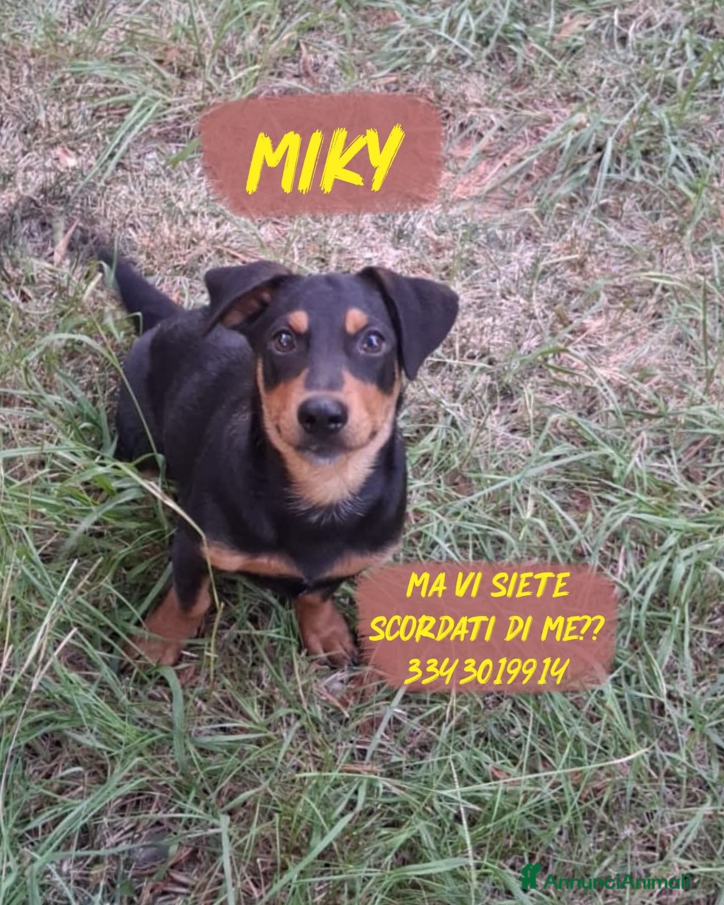 Meticcio cani MIKY  💙 È RIMASTO SOLO LUI 😢 - Annuncio 38