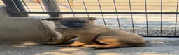 Meticcio cani in regalo: Lea.  a Provincia di Siena - Annuncio 1