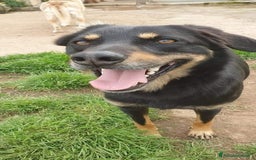 Meticcio cani in regalo: GIORDIE dolce e buono  - Annuncio 2