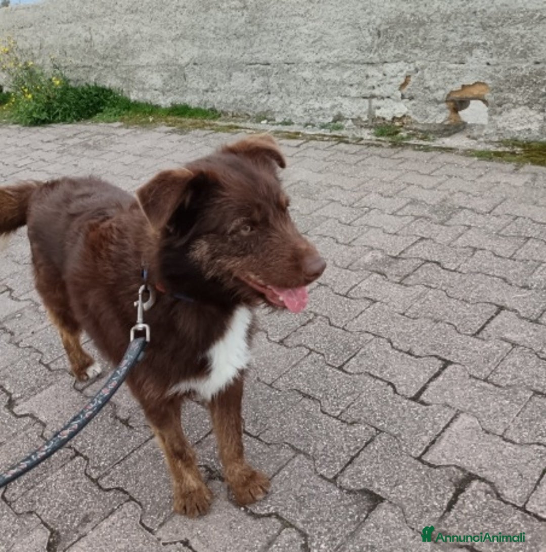 Meticcio cani in regalo: Ciro 2anni manto nocciola occhi ambra buono.SICILI a Città metropolitana di Milano - Annuncio 2