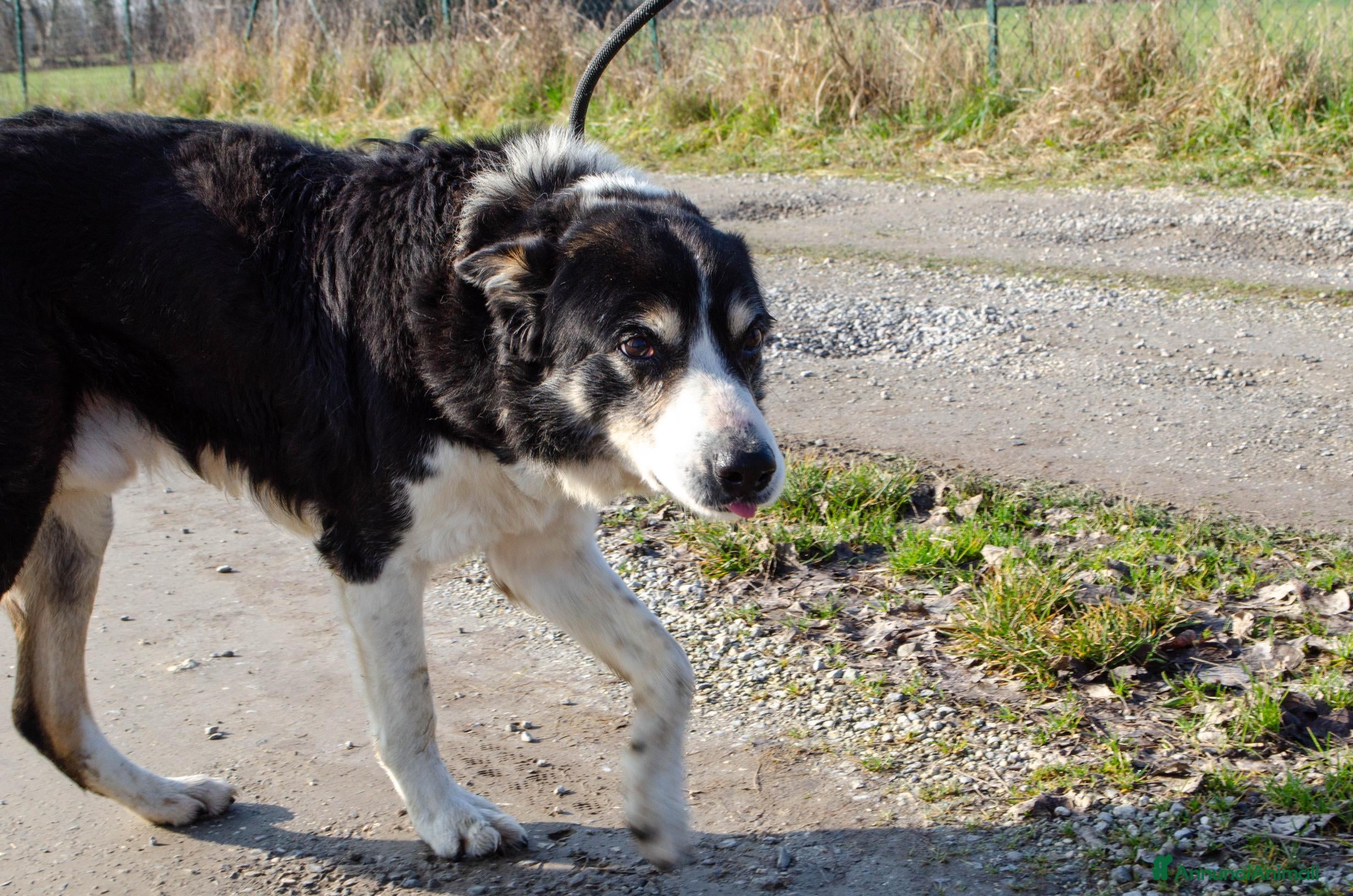 Altre razze cani rocky adozione del cuore - Annuncio 17