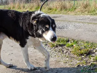 Altre razze cani rocky adozione del cuore - Annuncio 17