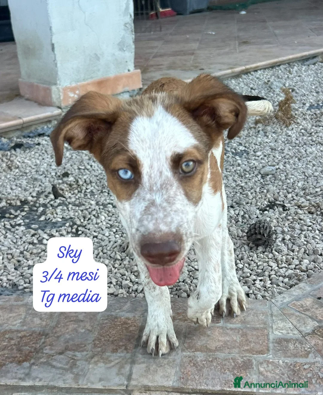 Meticcio cani in regalo: Bellissimi cuccioli in rifugio  a Città Metropolitana di Bologna - Annuncio 2