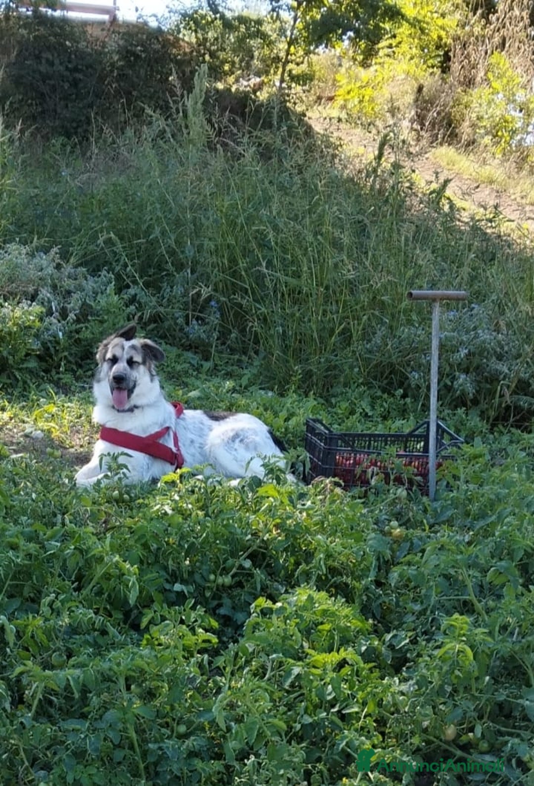 Meticcio cani in regalo: cuccioli meticci taglia media  - Annuncio 8