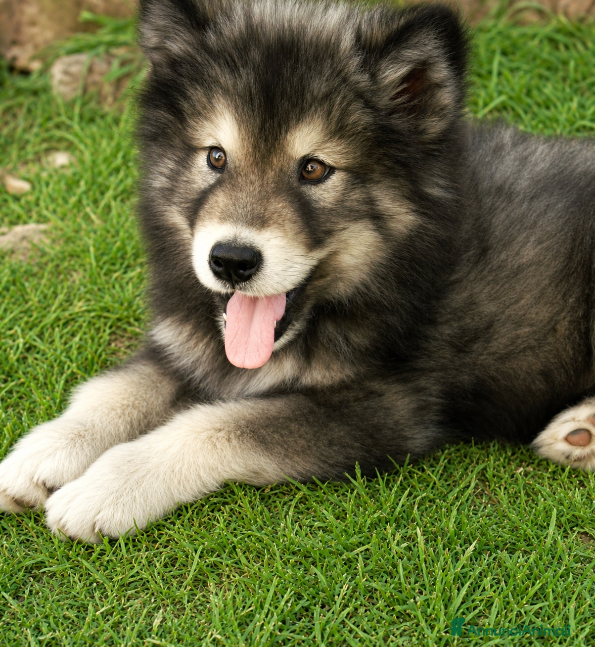 Alaskan Malamute cani Cucciola di alaskan malamute - Annuncio 1