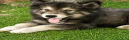Alaskan Malamute cani in vendita: Cucciola di alaskan malamute - Annuncio 1