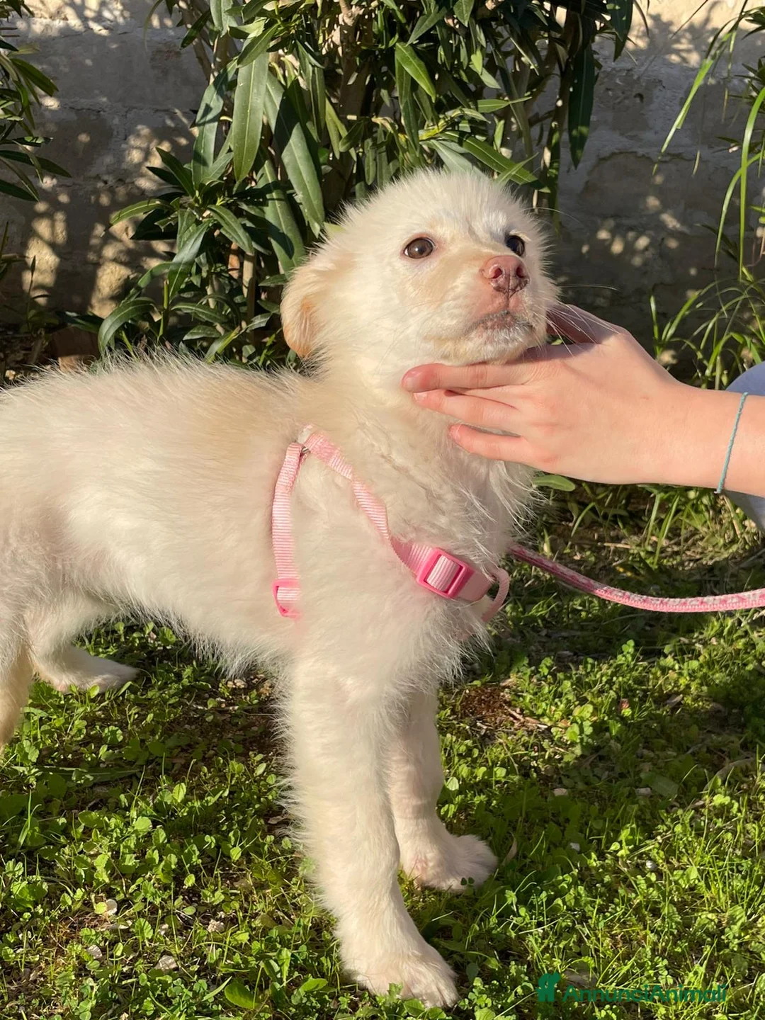 Meticcio cani in regalo: Ninfa, la cucciola rimasta sola - Annuncio 8
