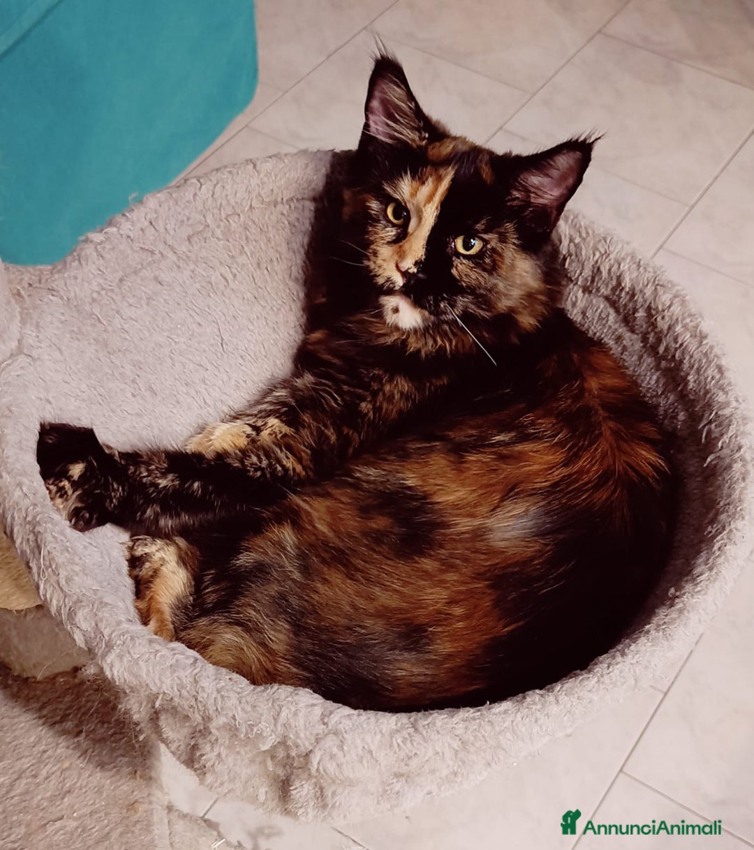 Maine Coon gatti in vendita: Cucciola Maine Coon pedigree ANFI  - Annuncio 3