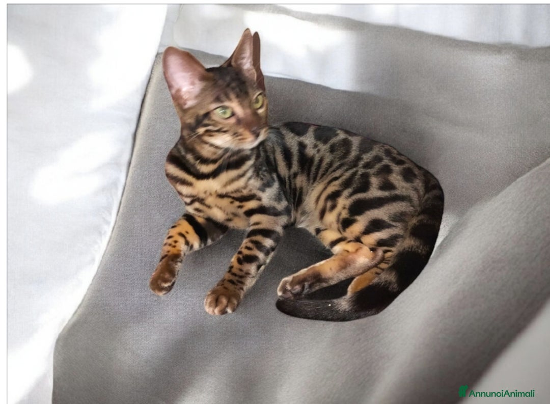 Bengala gatti in vendita: Stupendo gattino Bengala  - Annuncio 5