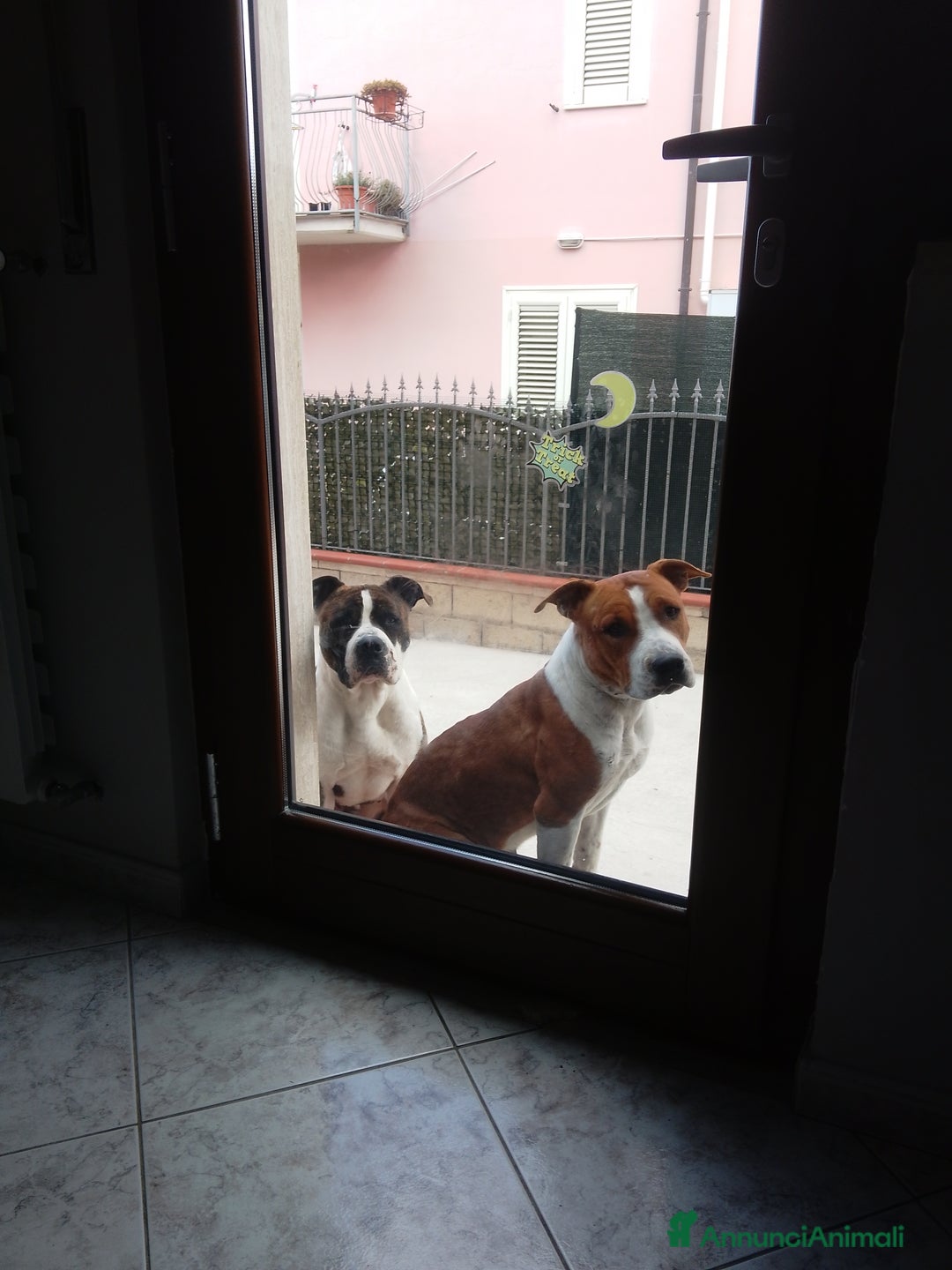 American Staffordshire cani in vendita: America Staffordshire terrier - Annuncio 2