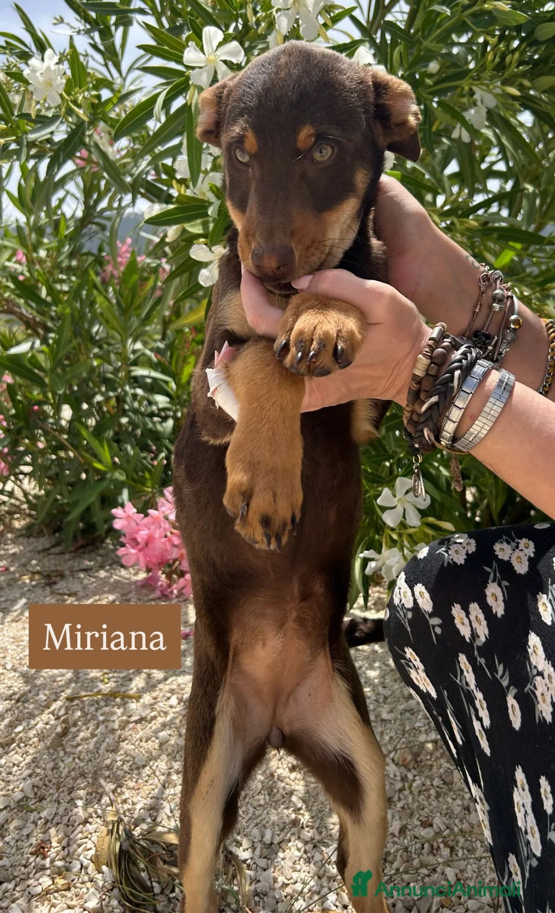 Meticcio cani in regalo: MILO, MIRIANA E MIRKO, - Annuncio 4