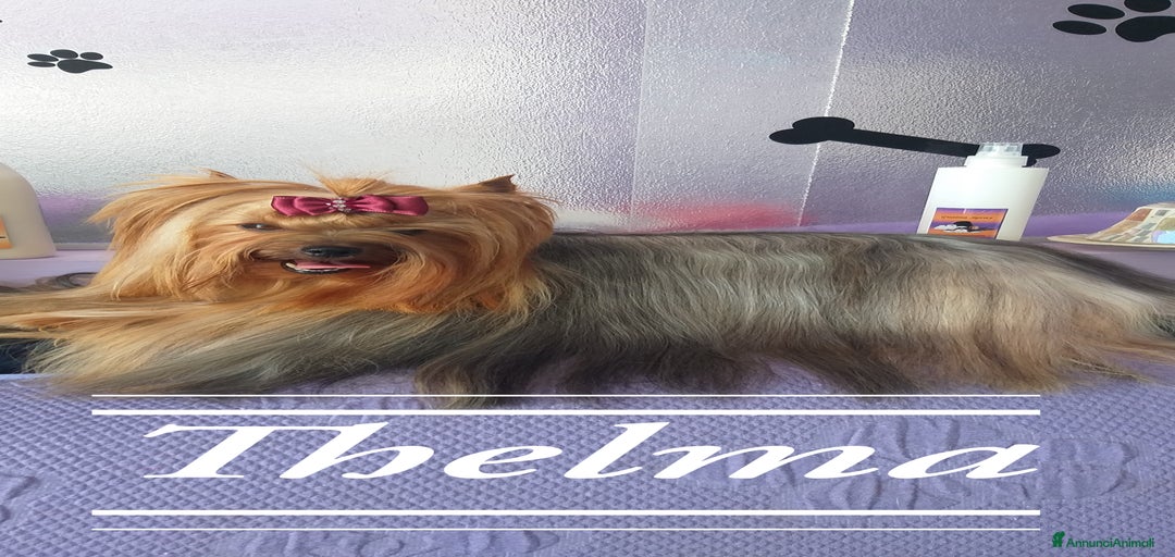 Immagine della galleria {{count}}