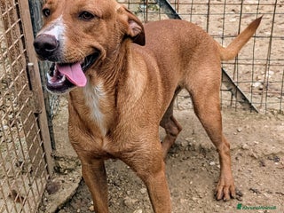 Meticcio cani ADOTTA IL SIMPATICO CORFU' a Città metropolitana di Roma Capitale - Annuncio 33