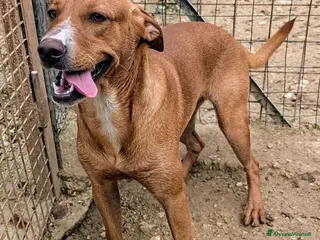 Meticcio cani ADOTTA IL SIMPATICO CORFU' a Città metropolitana di Roma Capitale - Annuncio 20