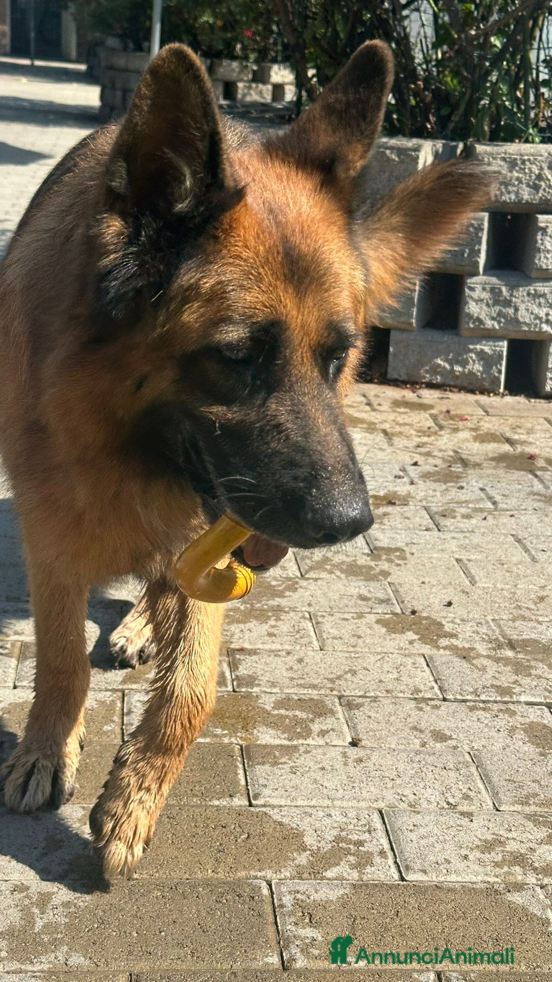 Pastore Tedesco cani in regalo: IBRA PASTORE TEDESCO - Annuncio 8