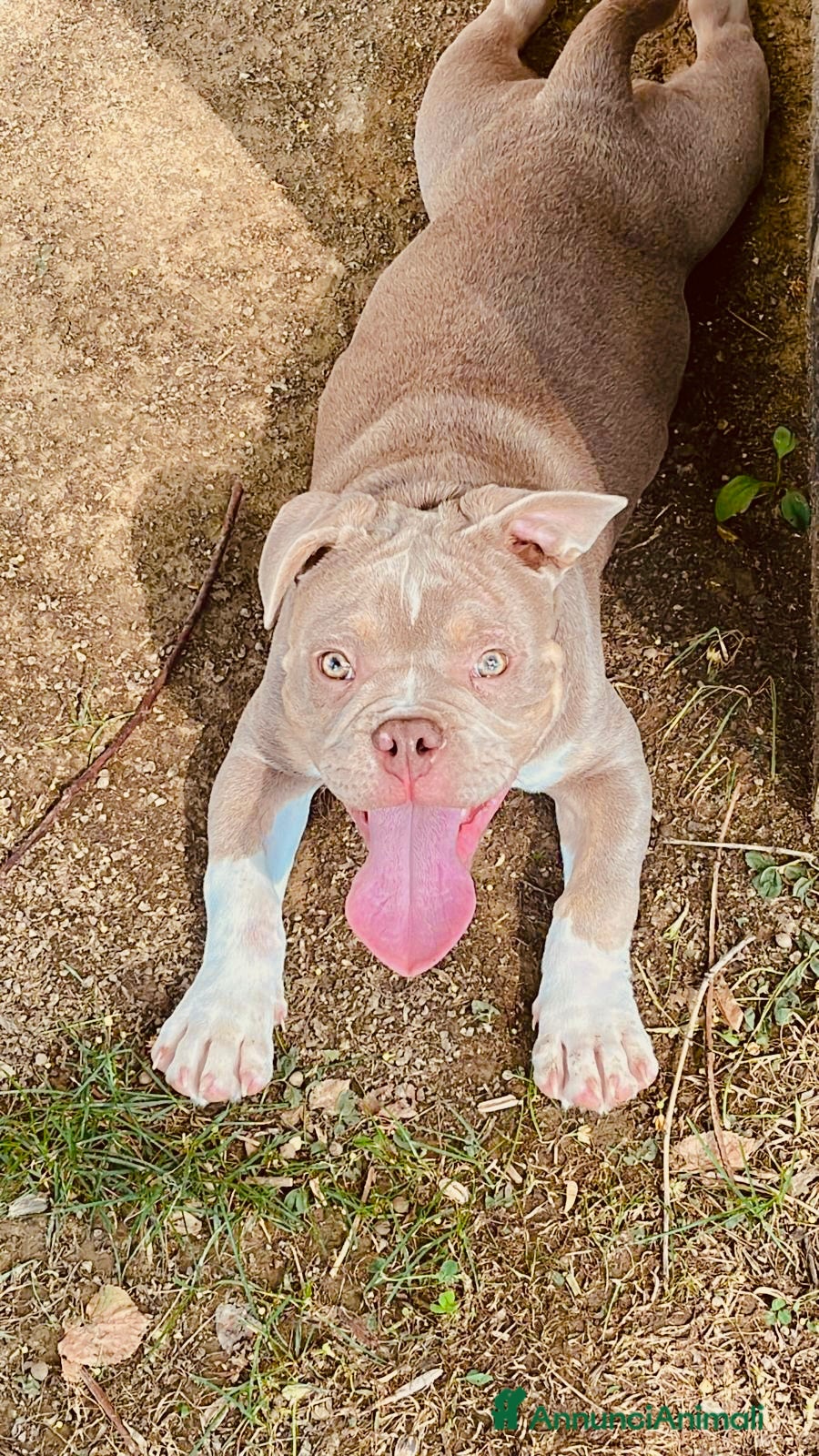 Altre razze cani cane di nome Tyson - Annuncio 2