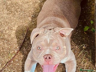 Altre razze cani cane di nome Tyson - Annuncio 2