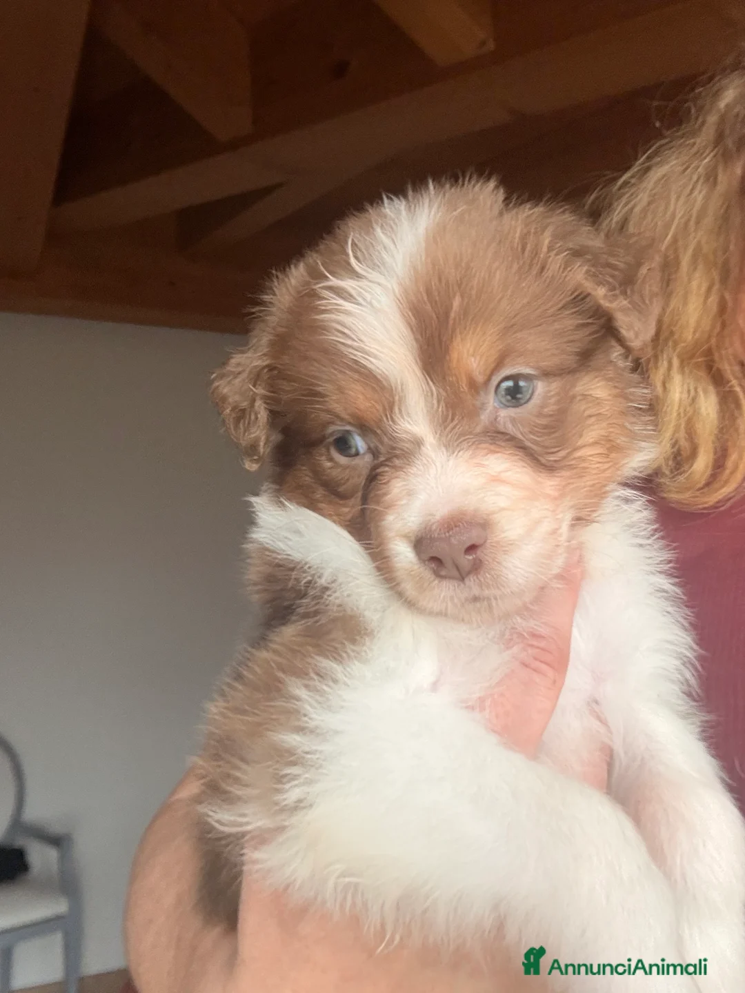 Australian Shepherd cani in vendita: Aussie - Annuncio 3