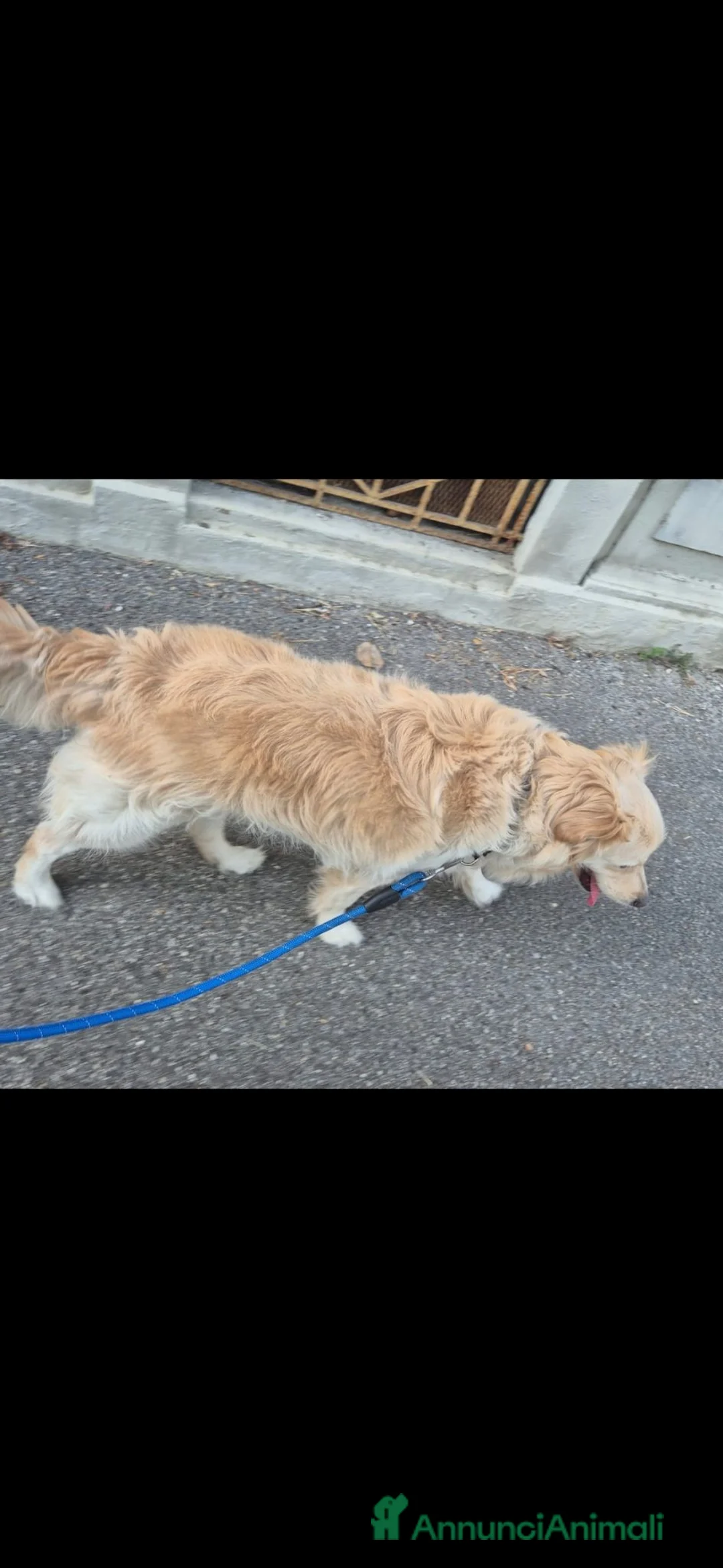 Meticcio cani in regalo: Cane buonissimo a Provincia di Cremona - Annuncio 2