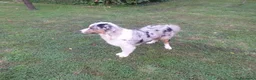 Australian Shepherd cani per accoppiamento: Pastore australiano per accoppiamento  - Annuncio 2