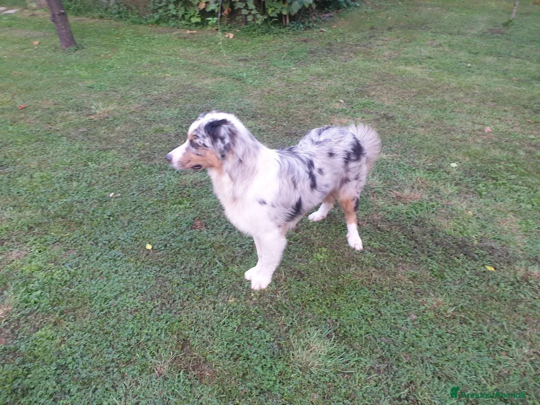 Australian Shepherd cani per accoppiamento: Pastore australiano per accoppiamento  - Annuncio 2