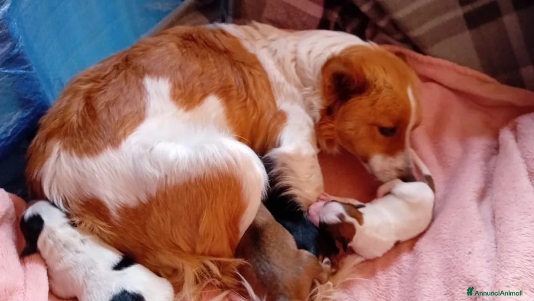 Meticcio cani in regalo: Cuccioli di taglia piccola  - Annuncio 2