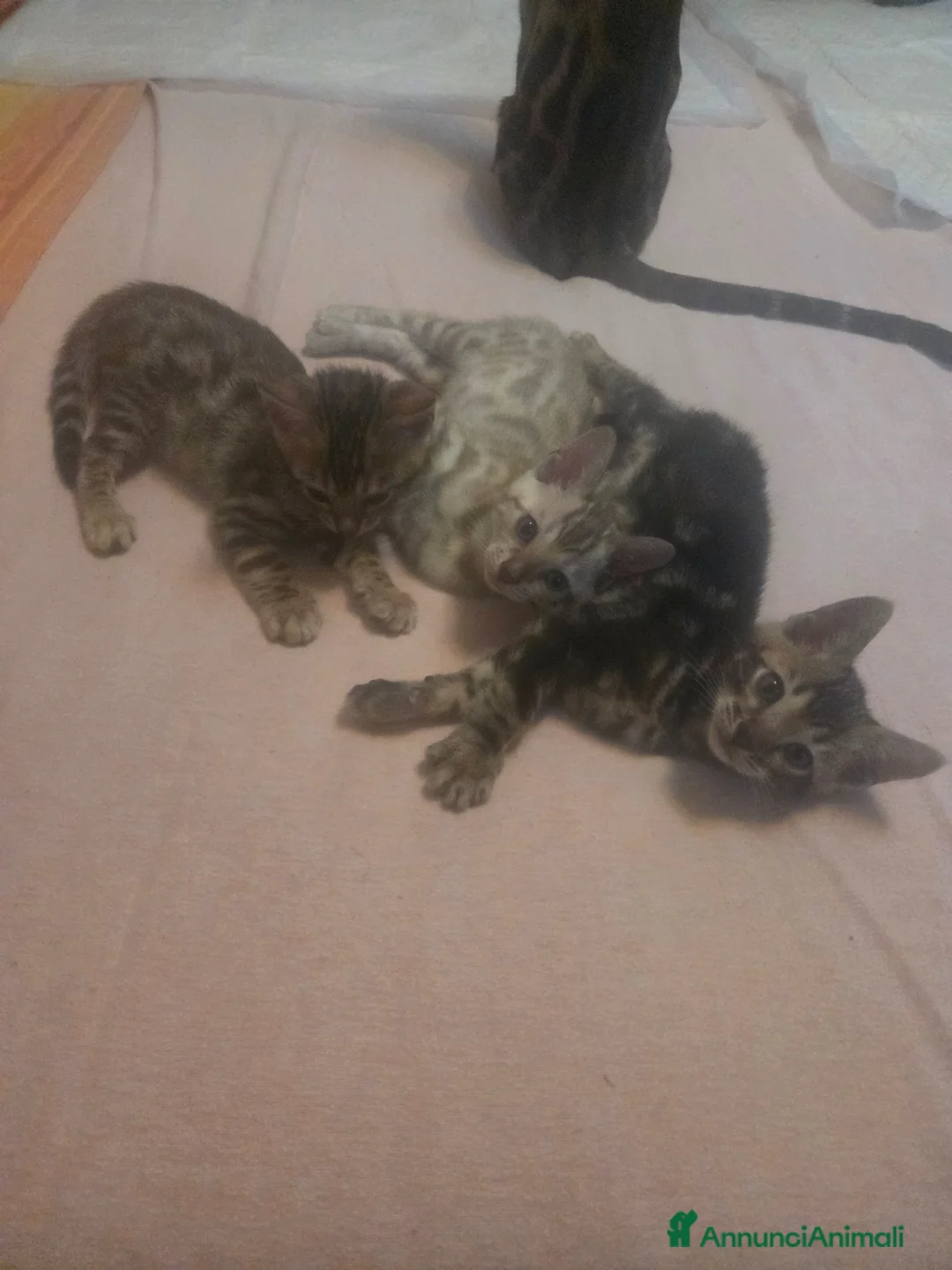 Bengala gatti in vendita: Cuccioli Bengala Vendita - Annuncio 2