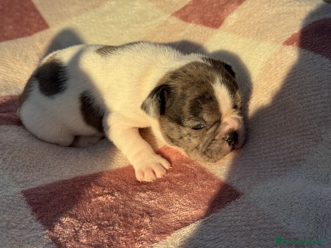 Bulldog Francese cani in vendita: Bulldog francese cuccioli - Annuncio 8