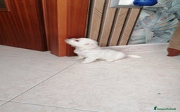 Maltese cani in vendita: Maltesi meravigliosi vivaci. E di ottima salute a Città Metropolitana di Napoli - Immagine 3