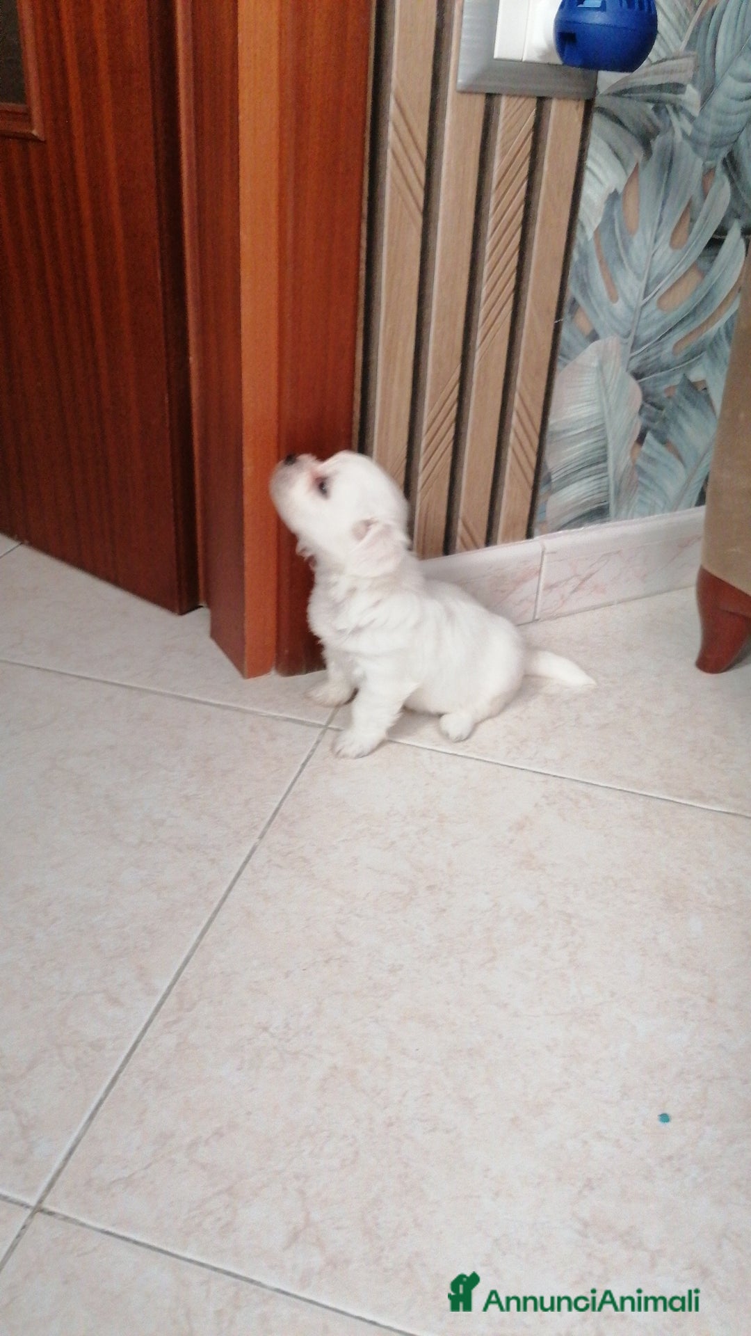 Maltese cani in vendita: Maltesi meravigliosi vivaci. E di ottima salute a Città Metropolitana di Napoli - Immagine 3