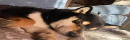Shiba Inu cani per accoppiamento: SHIBA INU MASCHIO PER ACCOPPIAMENTO  - Annuncio 3