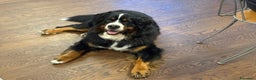Bovaro del Bernese cani in regalo: Adozione Bovaro di 2 anni e mezzo - Annuncio 3
