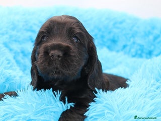 Cocker cani cuccioli di cocker spaniel inglese - Annuncio 12