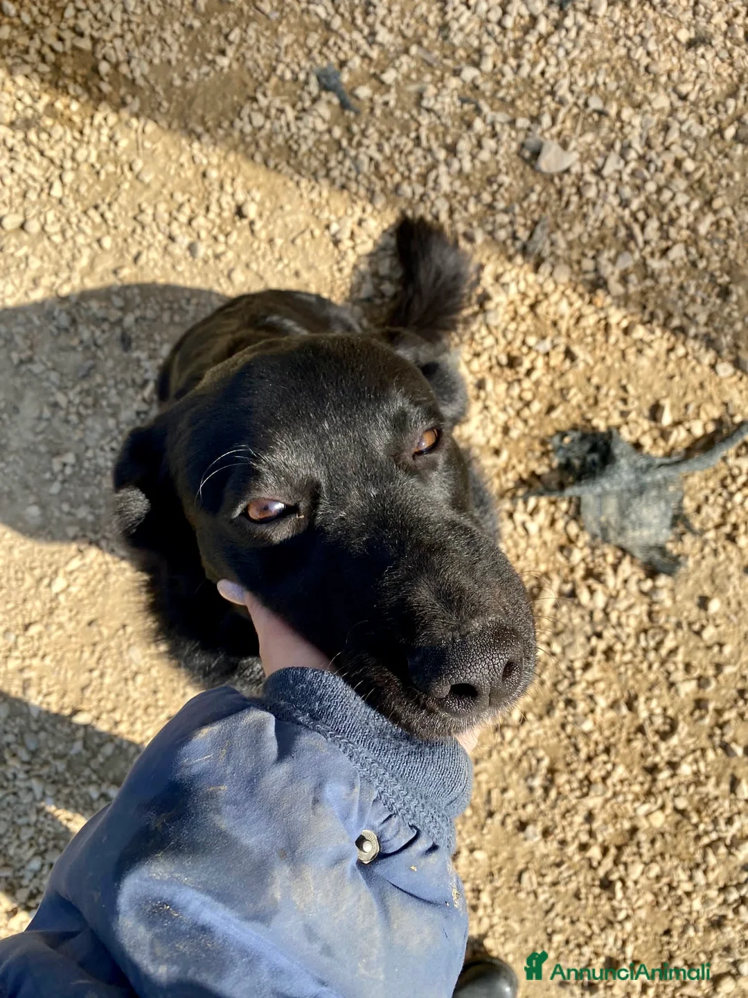 Meticcio cani in regalo: Mango a Provincia di Treviso - Annuncio 9