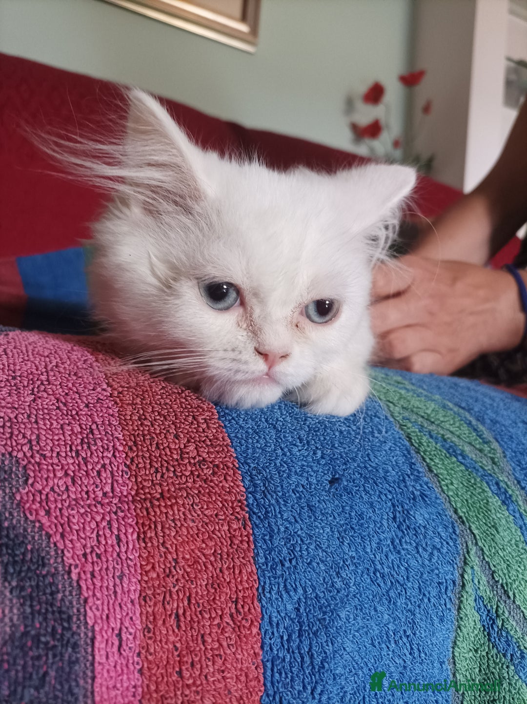 Persiano gatti in vendita: Gatto y a Provincia di Macerata - Immagine 3